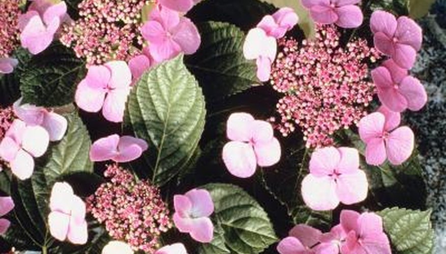 A wide variety of pests can destroy the beauty of your hydrangeas.