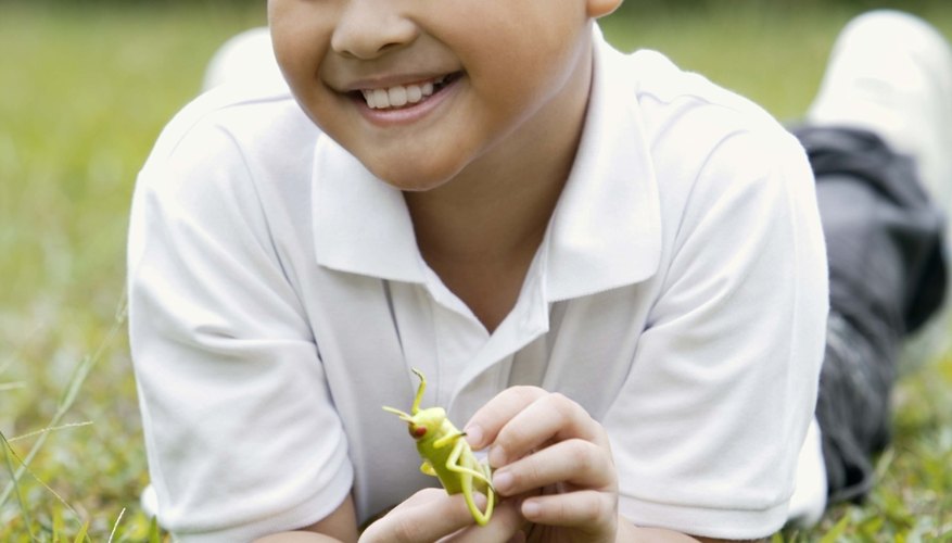 Seeing an actual grasshopper is helpful preparation for these activities.