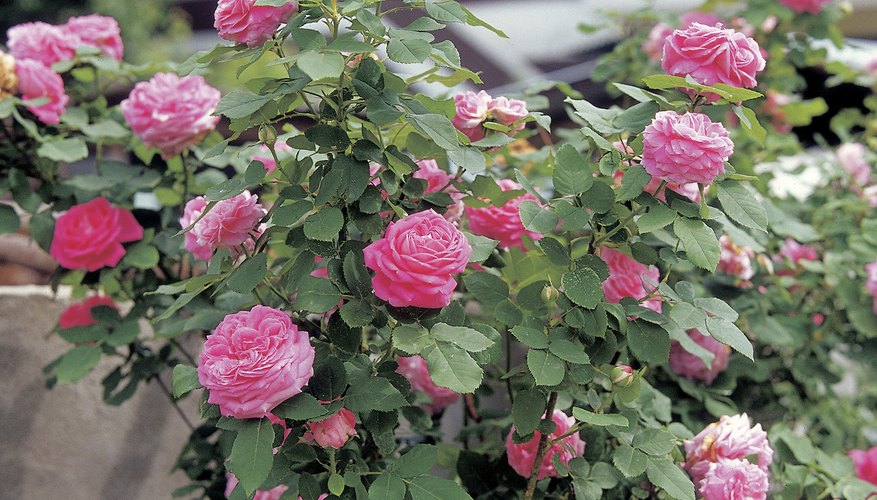 Rose shrubs will thrive in shallow soil.