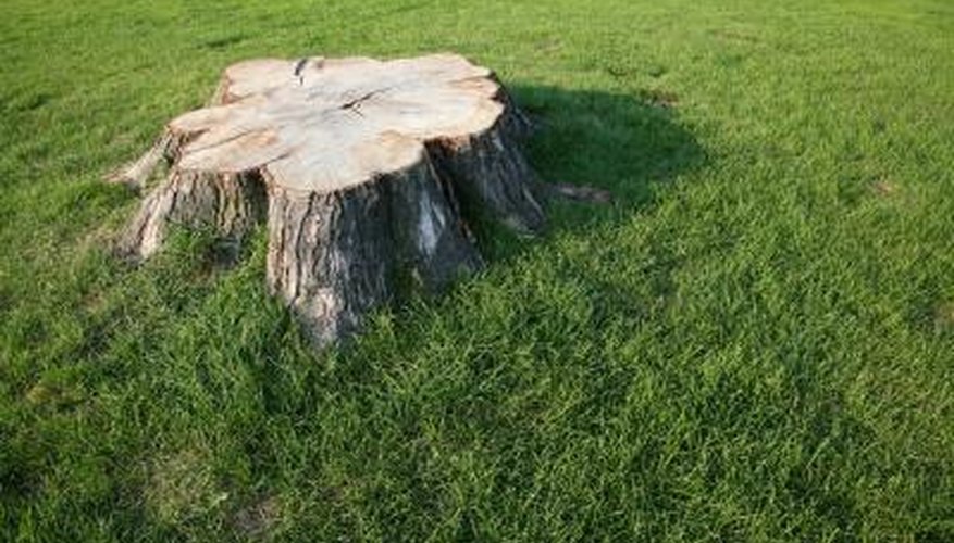 Kill a tree stump with bleach to soften the stump for removal.