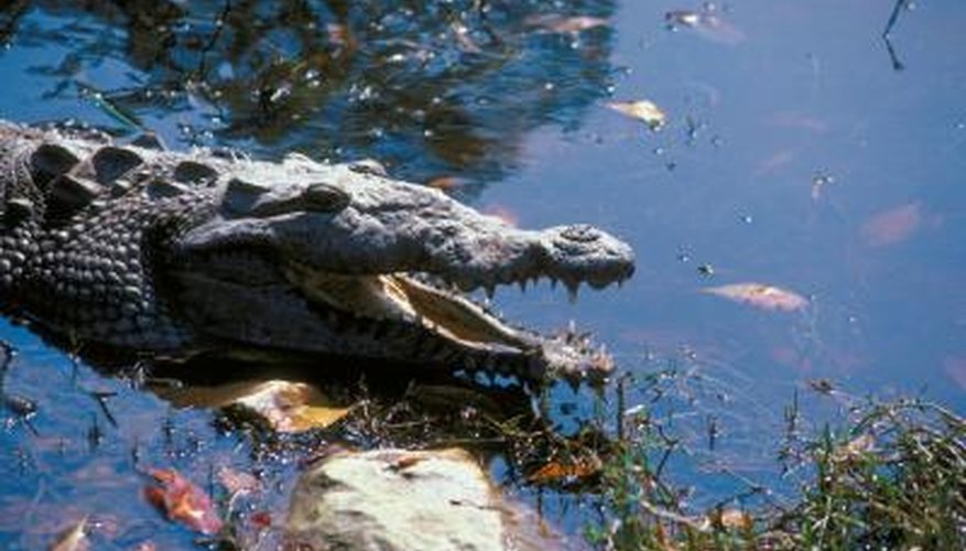 Photo Credit: Jupiterimages/Photos.com/Getty Images American crocodiles regularly utilize estuaries in South Florida.