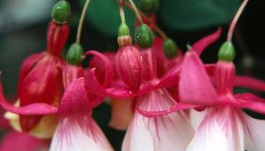 Fuchsias drop their flowers during extreme temperature and moisture changes.