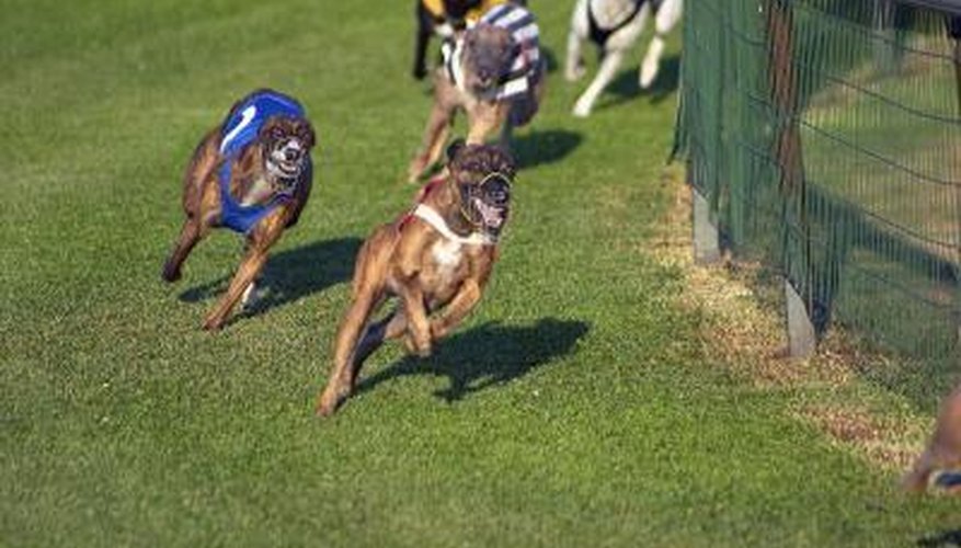 do-dogs-need-their-tails-for-balance-pets-the-nest