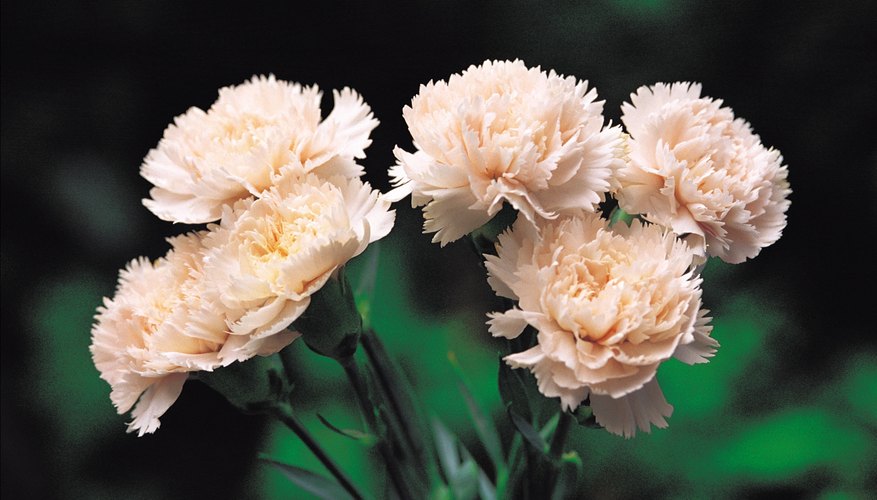 Pink carnations are good for an apology.
