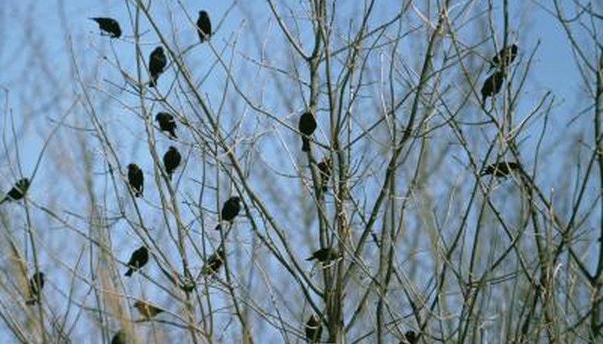 Starlings are invasive, non-native birds