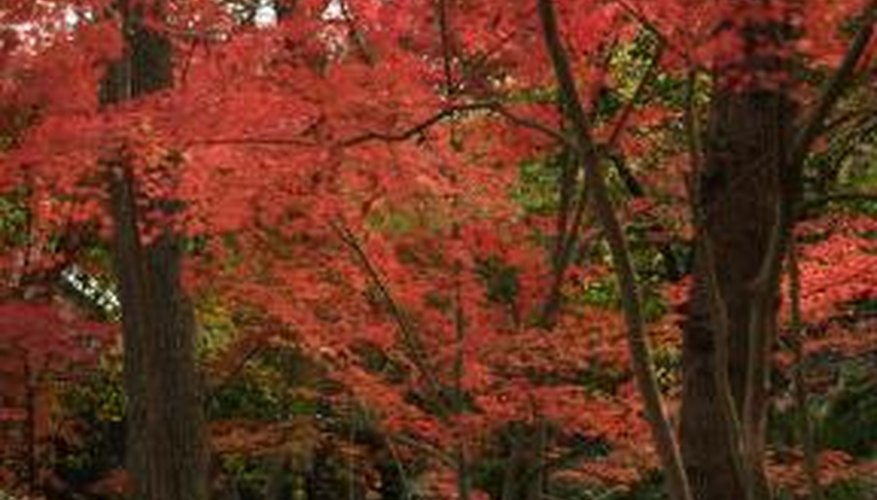 You can get rid of bagworms infesting your Japanese maple tree using specific control methods.