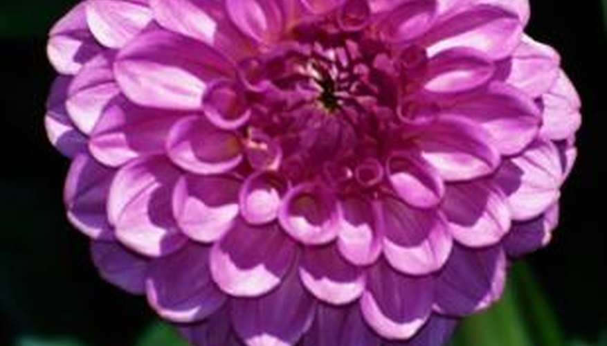 Dahlias are used as cut flowers in floral arrangements.