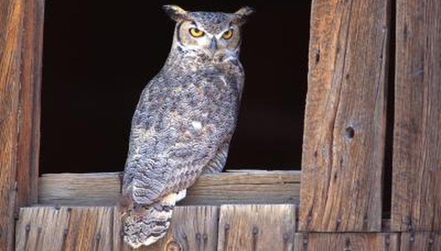 Owls are just one of the many nocturnal animals of North America.