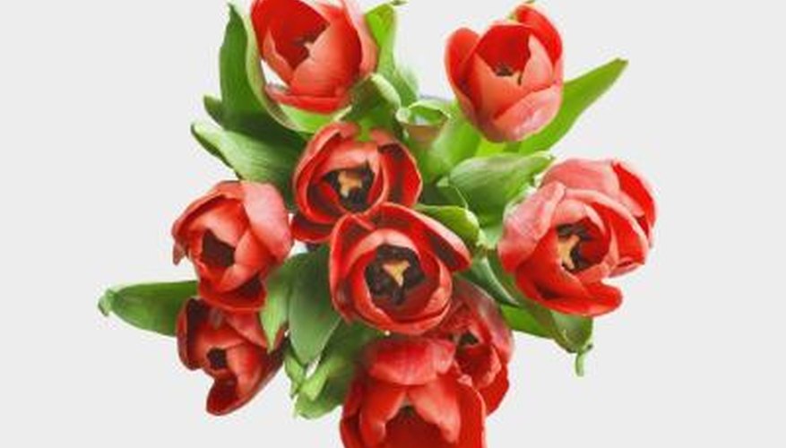 Red tulips are a symbol of unconditional love.