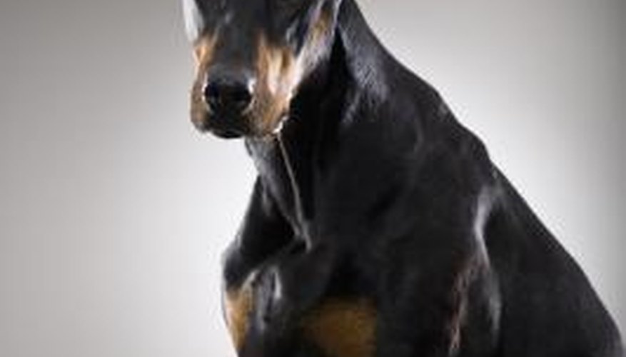 When Is a Doberman Pinscher Full Grown? | Pets - The Nest