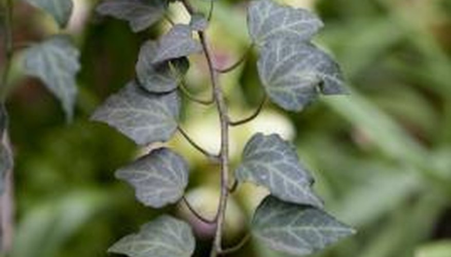 Vinegar and salt provide a natural solution for killing ivy plants.