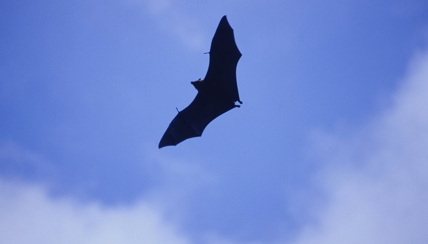 Regulations on the Removal of Bats | Sciencing