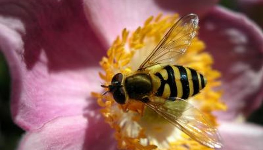 The hoverfly closely resembles a wasp or a small bee.