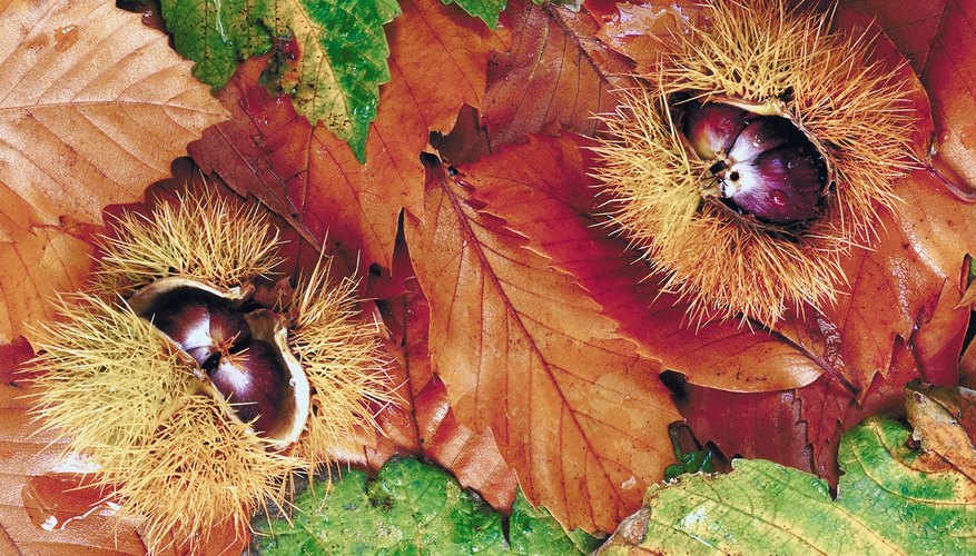 Chestnut shells contain three or more nuts and are covered in hair-like spines.