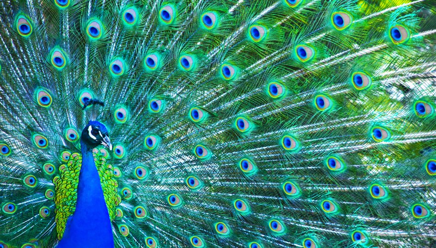 The majestic beauty of the peacock's feathers holds great significance for many cultures.