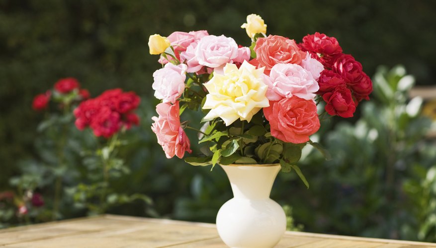Beautiful roses in vase