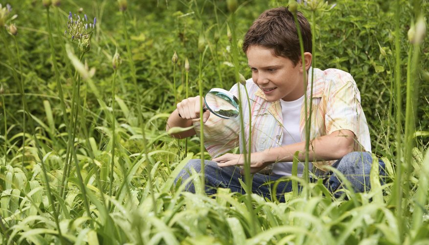 Student looking at plant with microscope