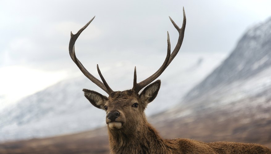 Why Do Deer Lose Their Antlers Sciencing