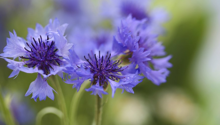 Bachelor's button, also known as cornflower, represents hope and devotion to the recipient.
