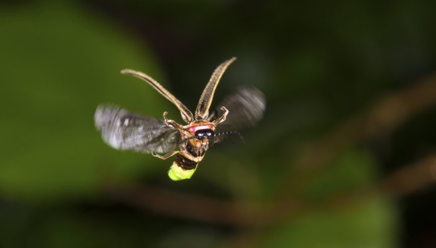 bugs that look like lightning bugs