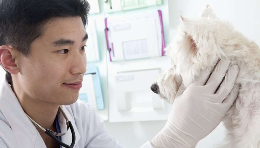 Veterinarian examining a dog.