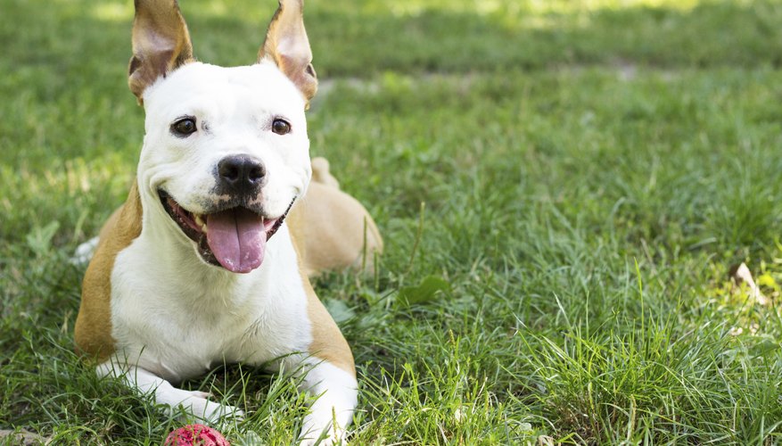 Primary reinforcers are often used in animal training.