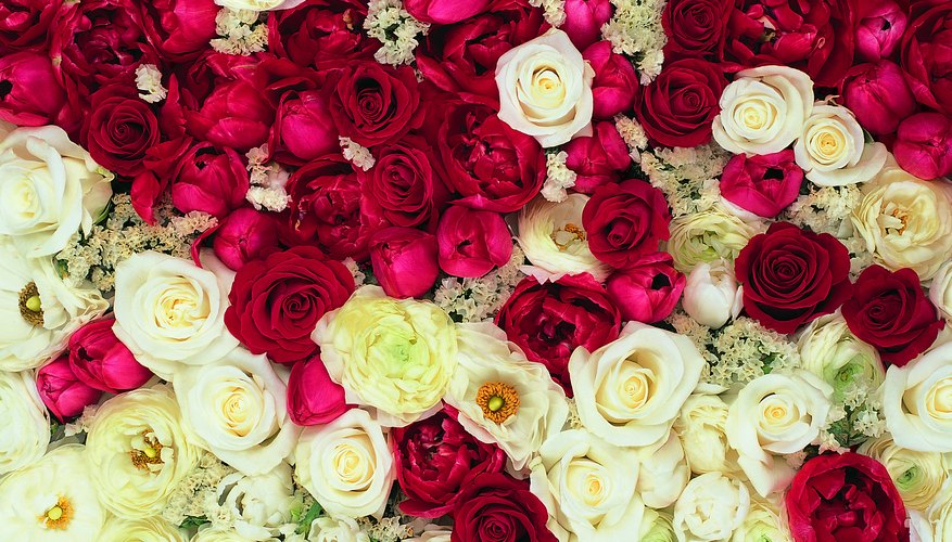 A mix of red and white flowers says I am sorry.