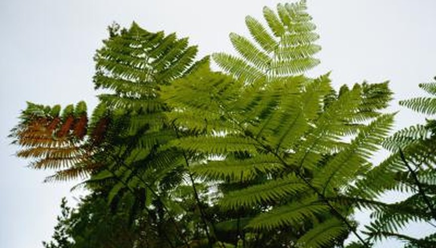 Winter injury causes many tree fern deaths.