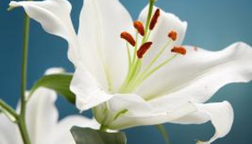 Lilies can be difficult to grow, but they reward gardeners' efforts with tall stems featuring big flowers.