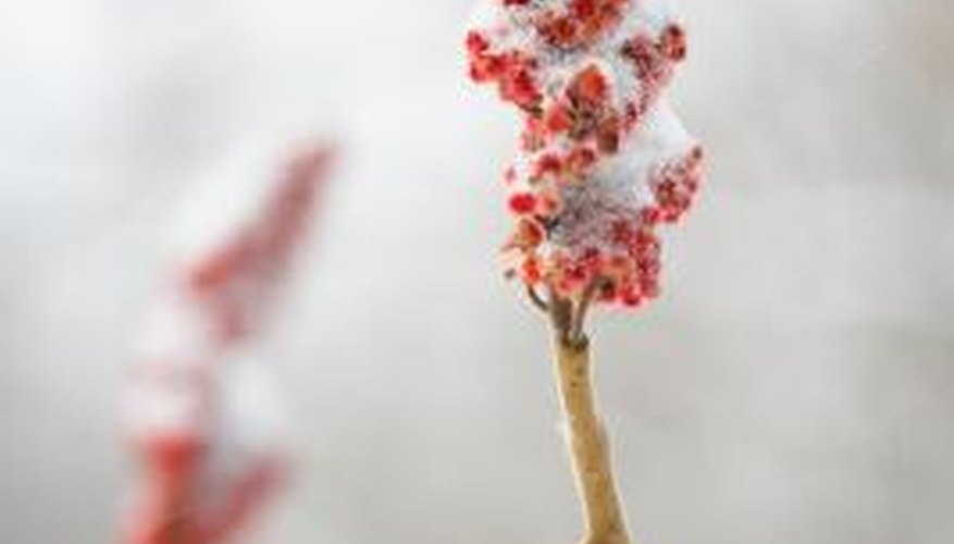 Sumac provides visual interest in the winter landscape.