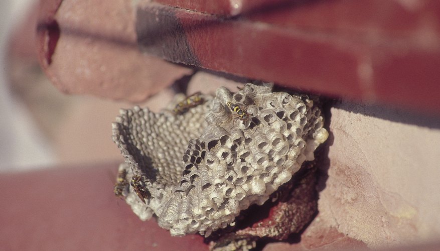 Your lease agreement may specify who is responsible for pest control.