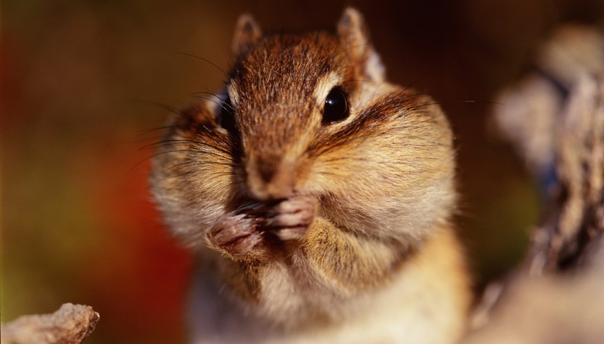 What Types of Foods Do Squirrels Eat? | Sciencing