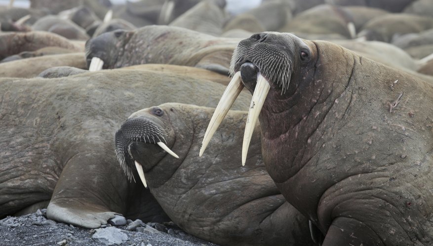 Are Walrus Tusks Made Of Ivory