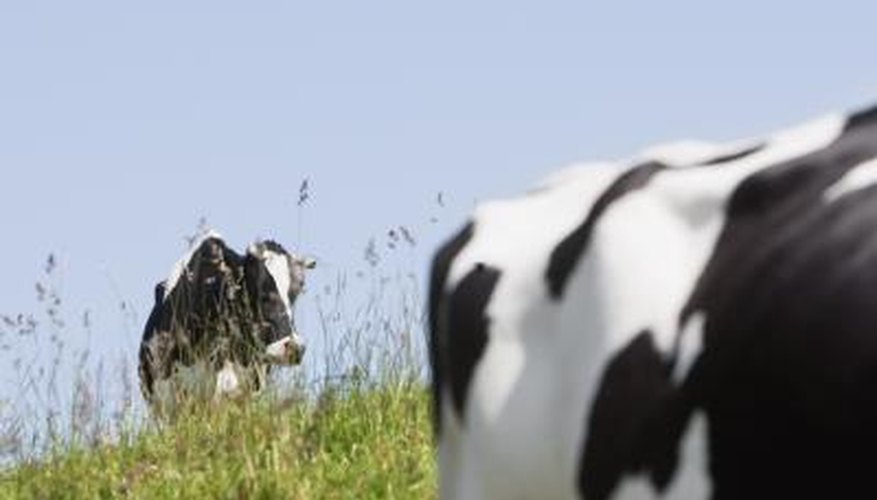 Cows produce more than milk and meat in their role as part of the food chain.