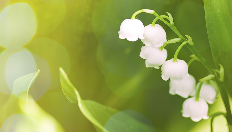 A lily of the valley flower in sunshine.