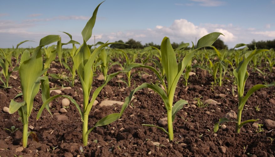 Corn growing in a field.