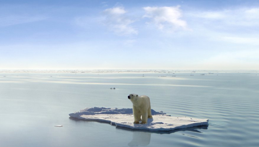 Bear on floating ice