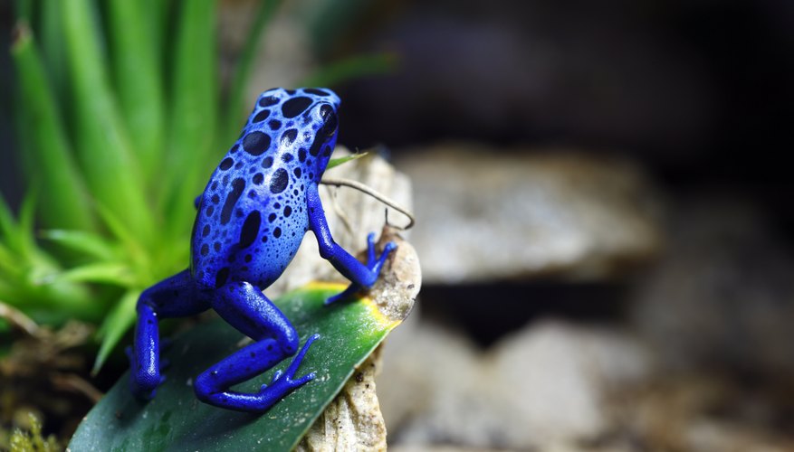 rainforest blue frogs