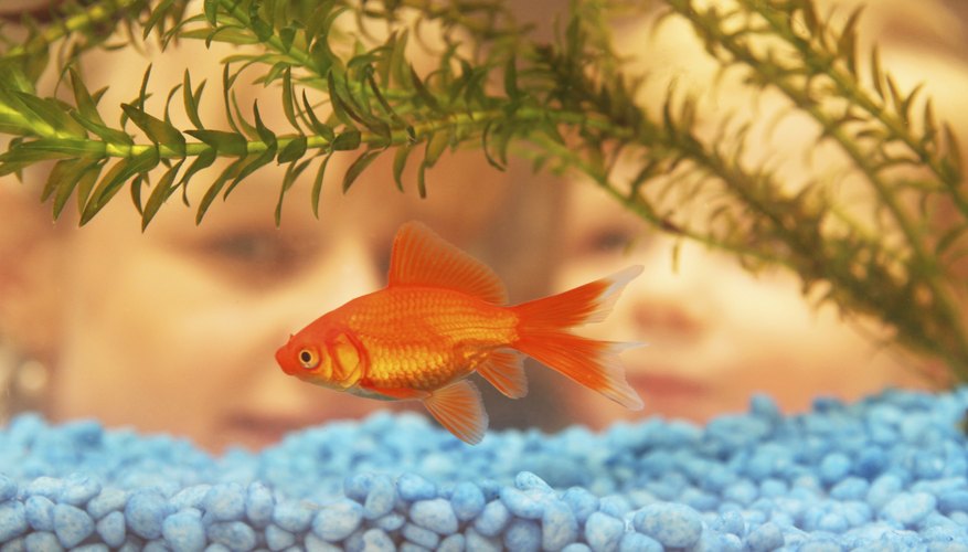 Tell the children you will be experimenting to see whether the rock or the fish is a living thing.