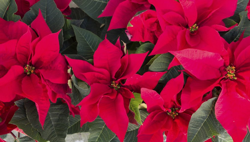 Poinsettia plant.