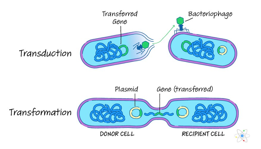 Transformation, Transduction & Conjugation: Gene Transfer in