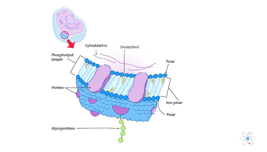 glycoprotein diagram