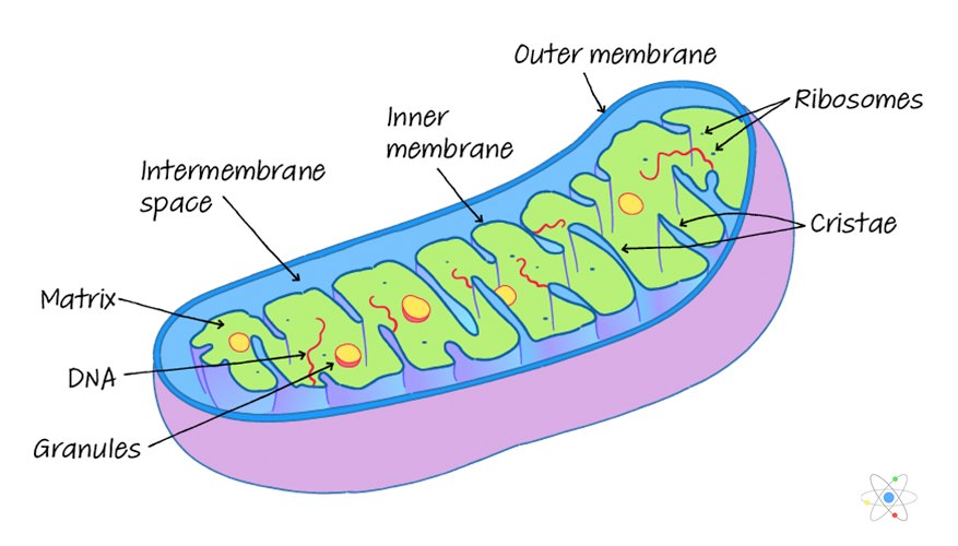 Mitochondria: Definition, Structure & Function (with Diagram) | Sciencing