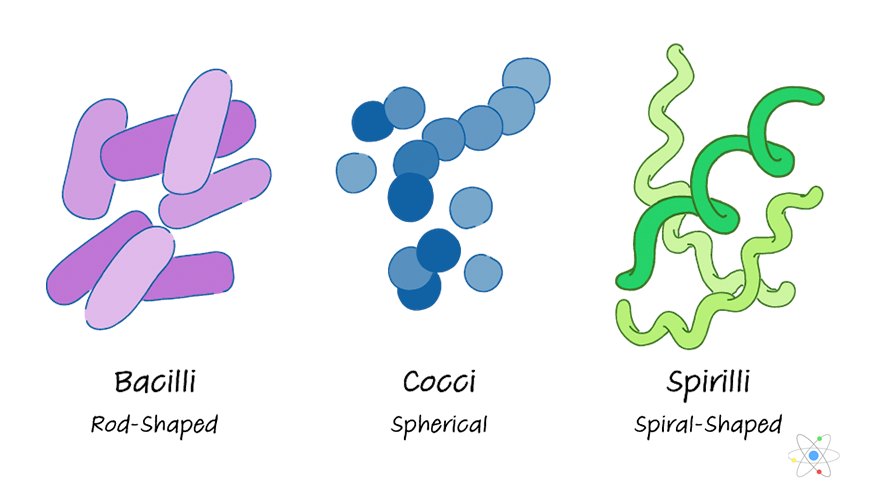 Bacteria: Definition, Types & Examples | Sciencing