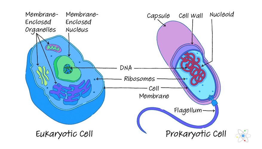 Prokaryotic vs Eukaryotic Cells: Similarities & Differences | Sciencing
