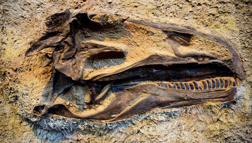 10 Facts About Fossils | Sciencing