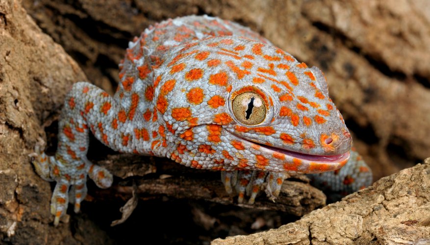 Types of Geckos in Hawaii | Sciencing