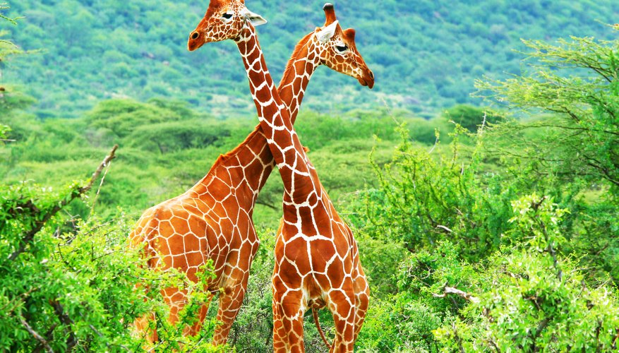 How Do Giraffes Mate? | Sciencing