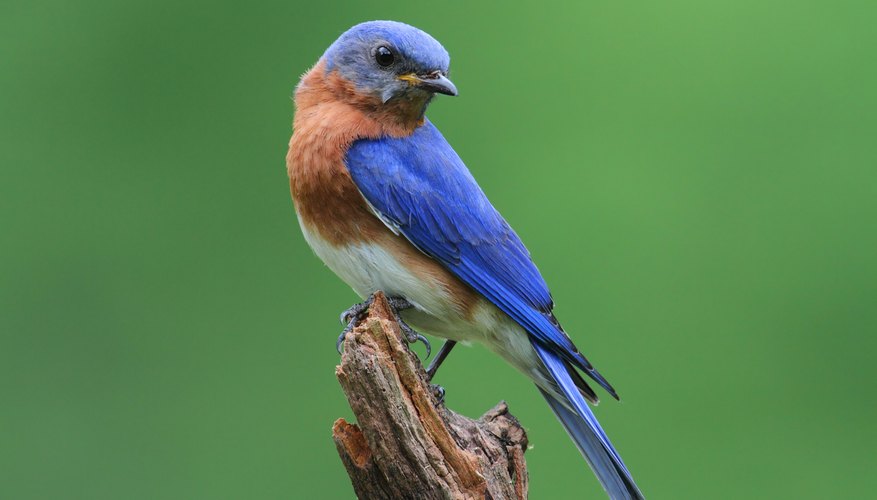 What Direction Should a Bluebird House Face? Sciencing