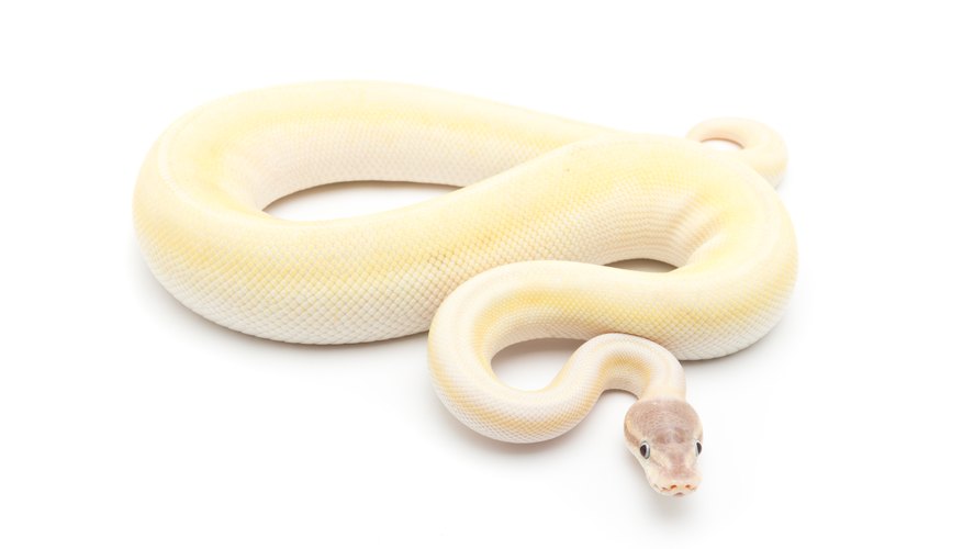 What Is a White Snake Symbolic For? | Synonym